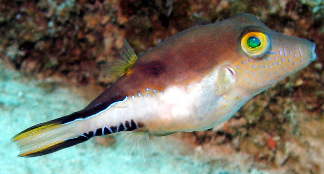 Canthigaster rostrata_02.jpg